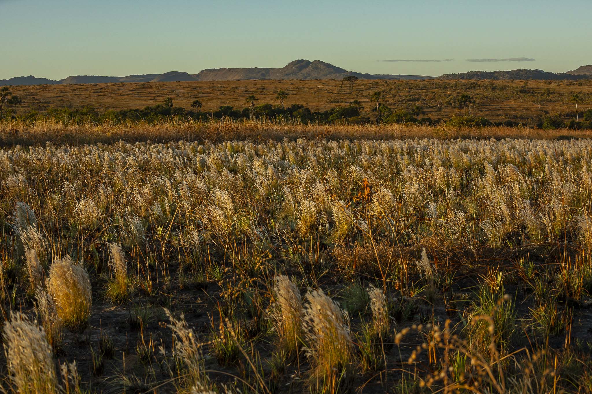 Imagem Restauração Ecológica PA4--24 da expedição de expedicoes/restauracao_25